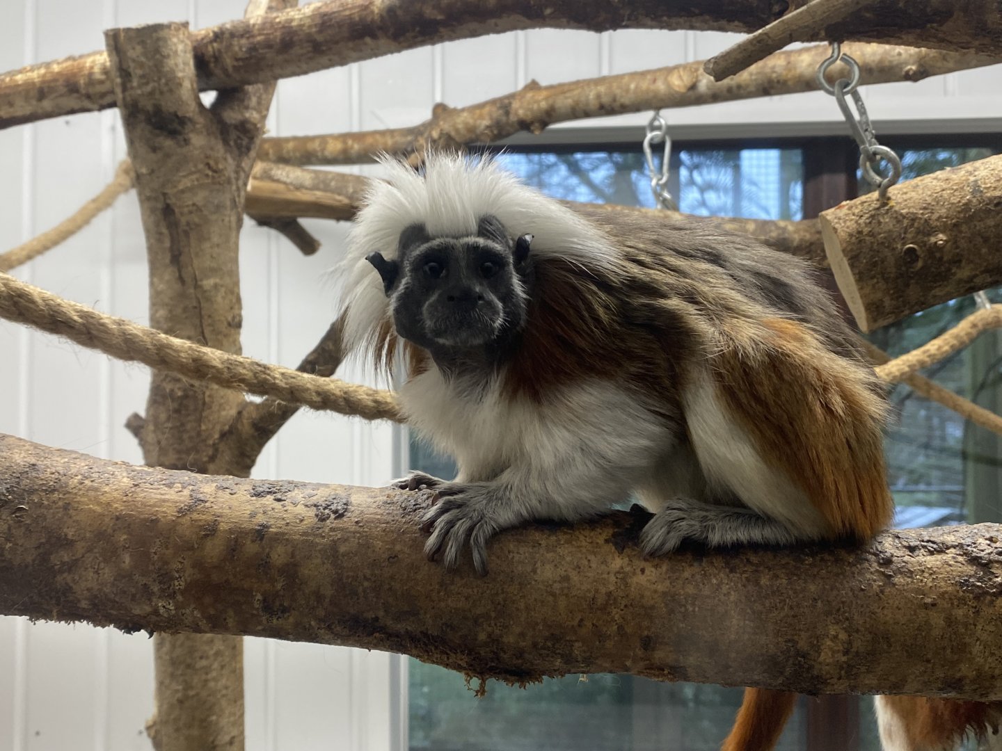 Cotton-top tamarin 170224
