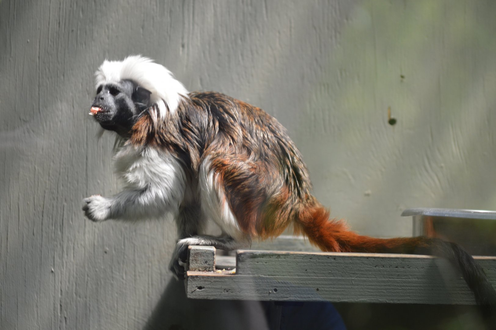 Cotton Top Tamarin, 2017