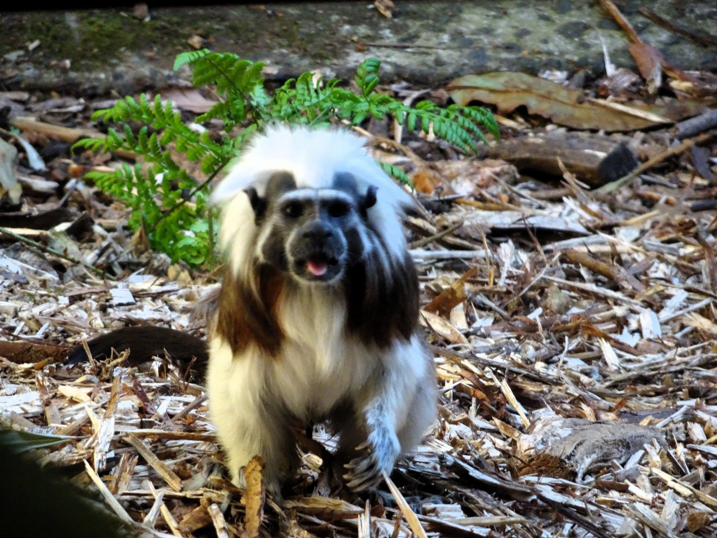 Cotton-top tamarin    21 May 2025