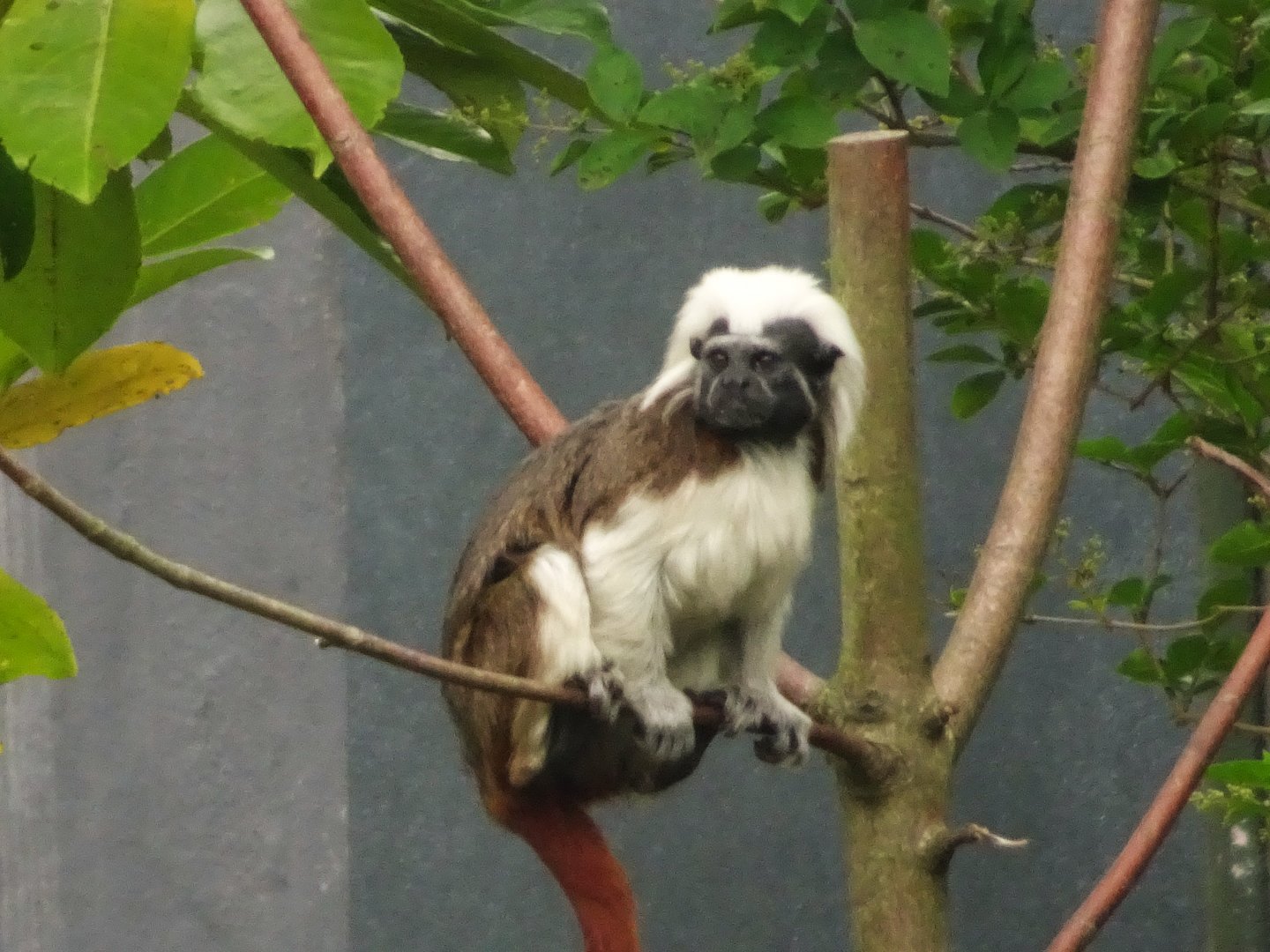 Cotton Top Tamarin  23 August 2025