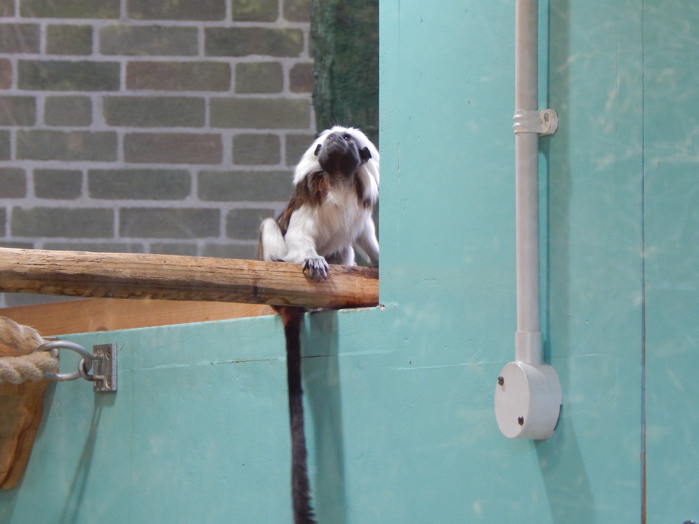 Cotton-top tamarin 260124