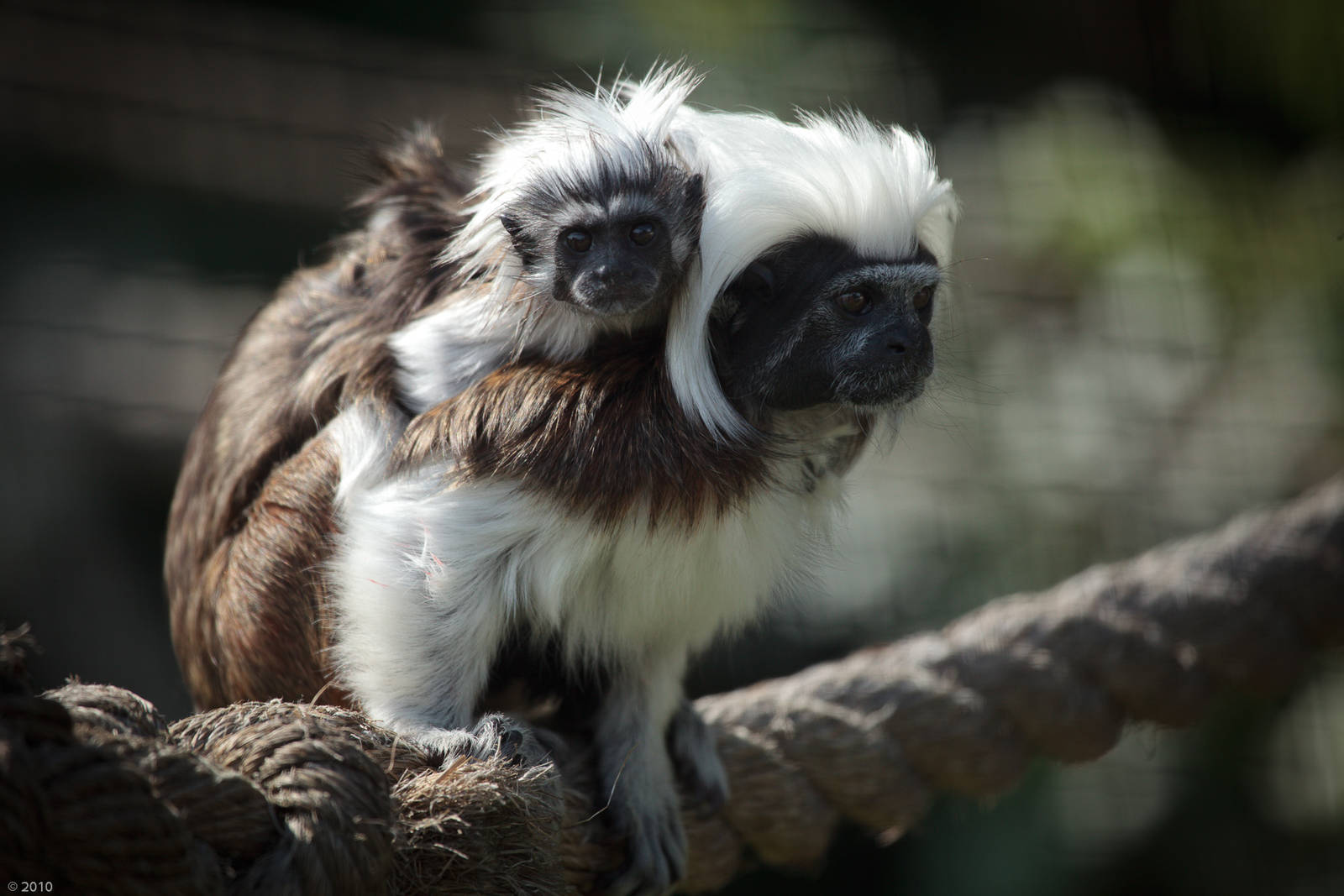 Cotton-Top Tamarin - 27/08/2010