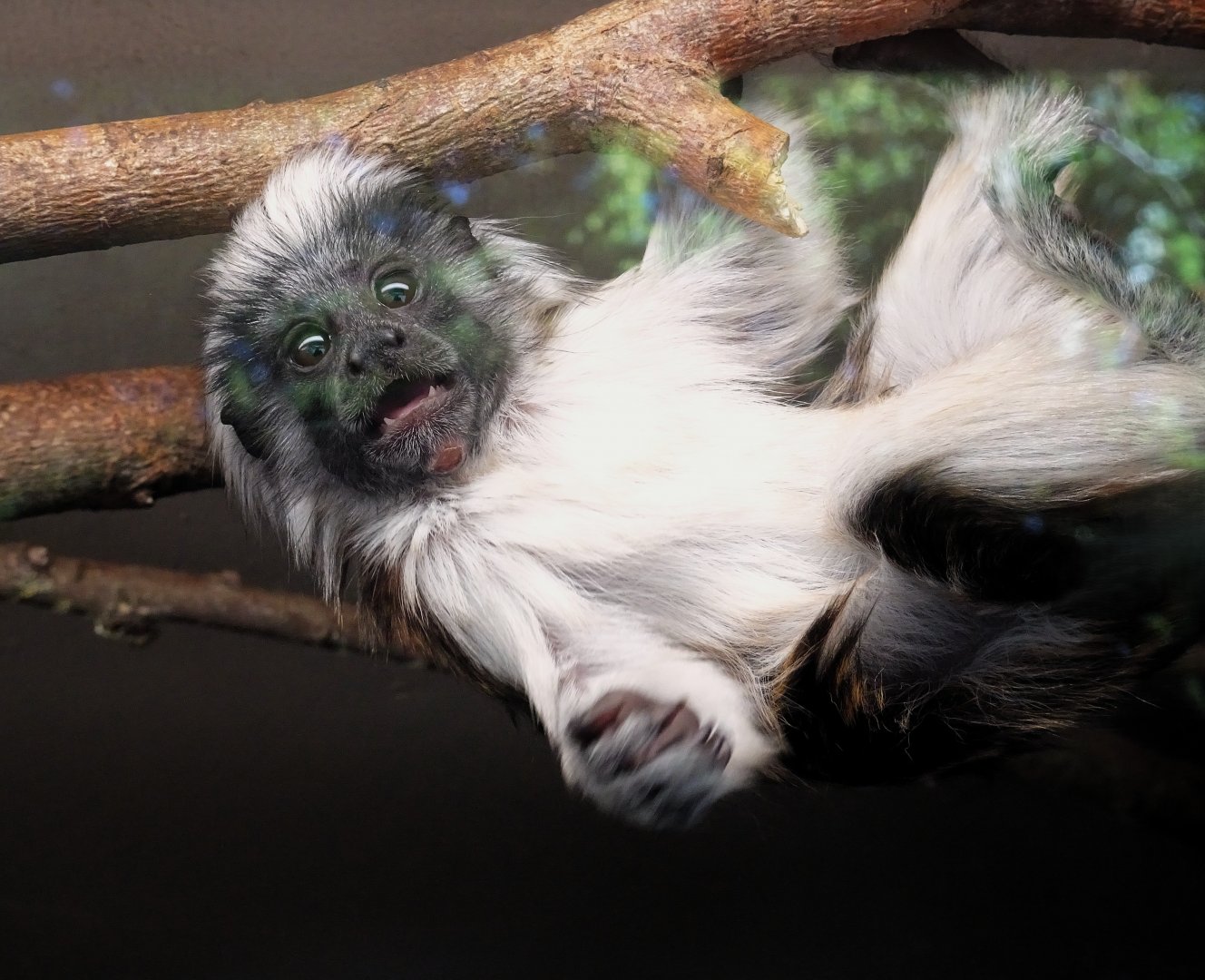 Cotton-top Tamarin 31 August 2025