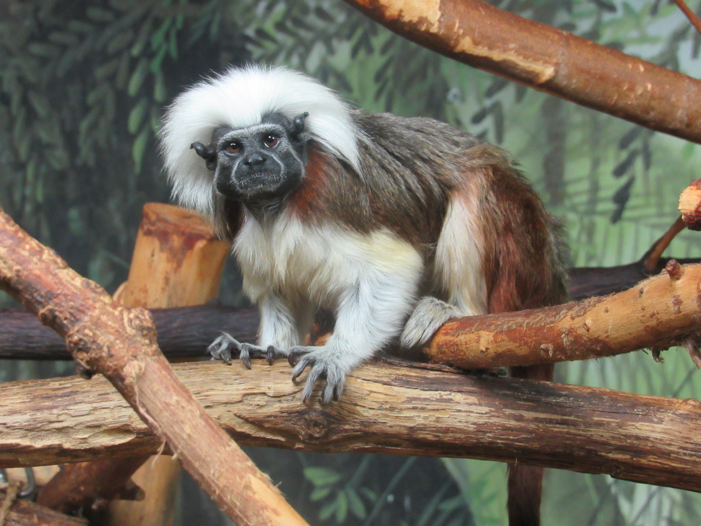 Cotton-top Tamarin - 6/18/23