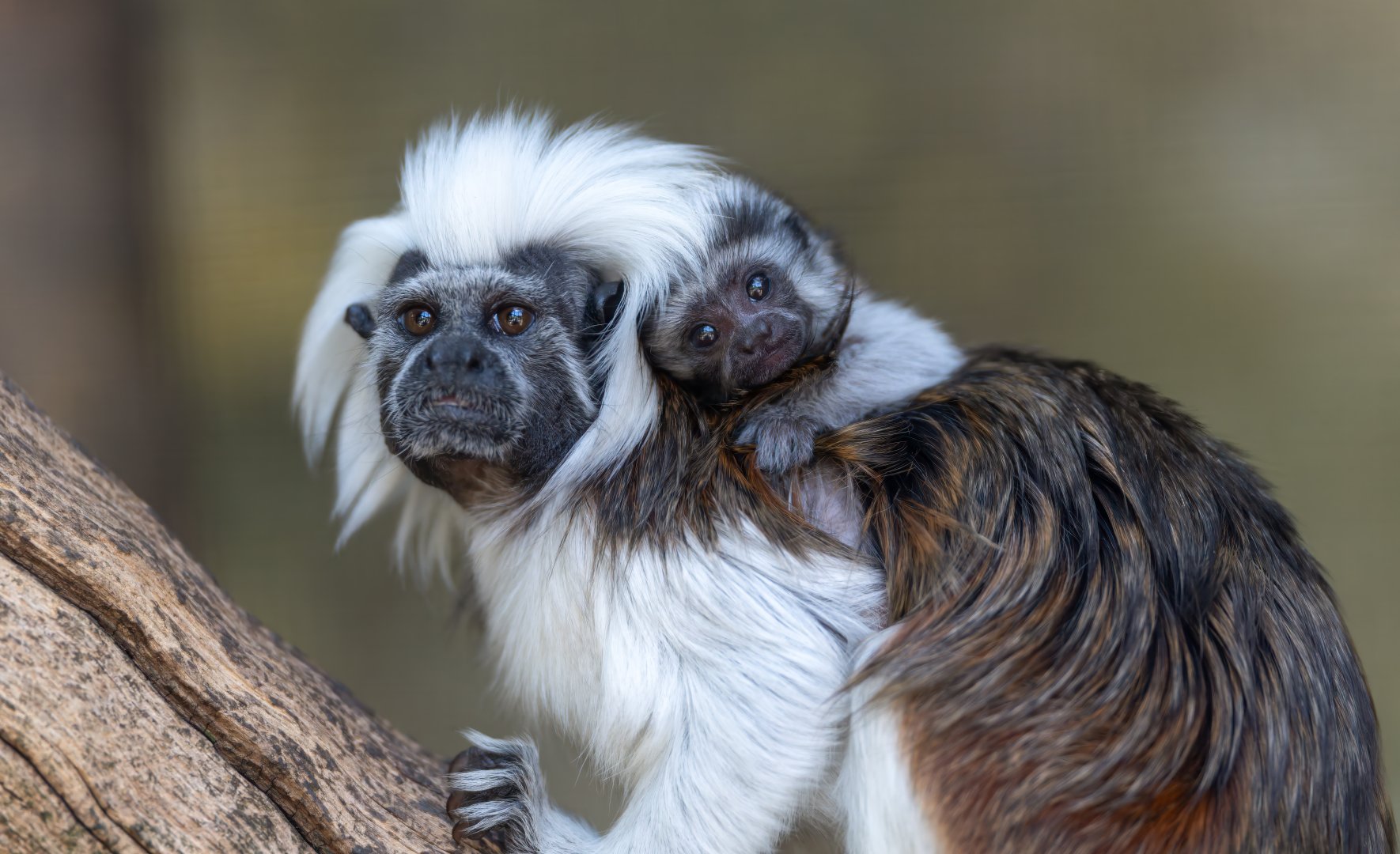 Cotton top tamarin and infant, CWP, UK