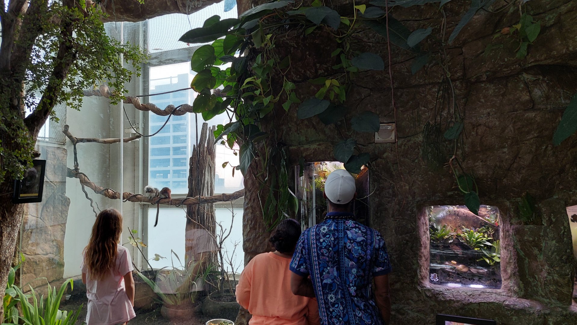 Cotton Top Tamarin and Playa del Oro exhibits- Cloud Forest Trek