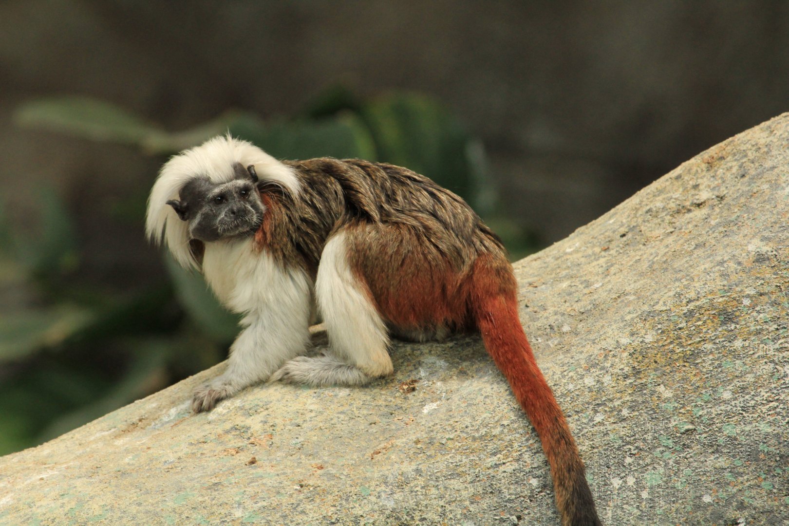 Cotton-top tamarin (April 2018)