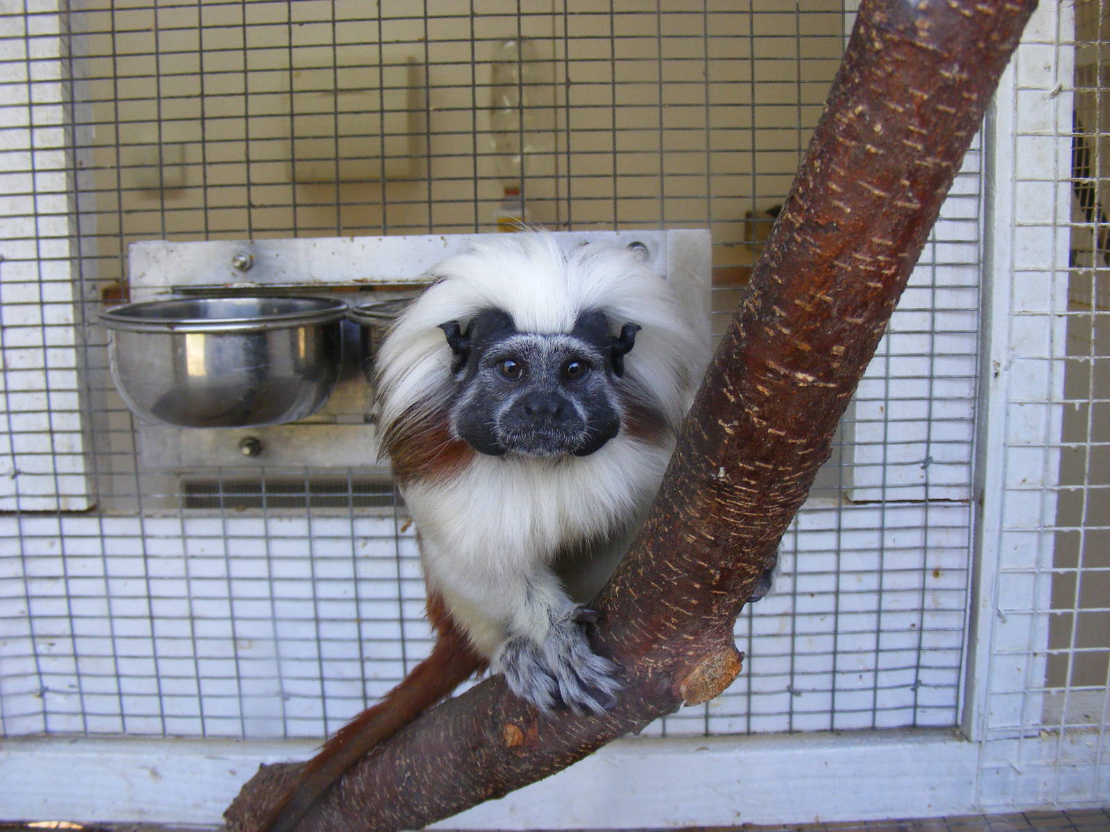 Cotton-top tamarin at Beale Park, 13th March 2010