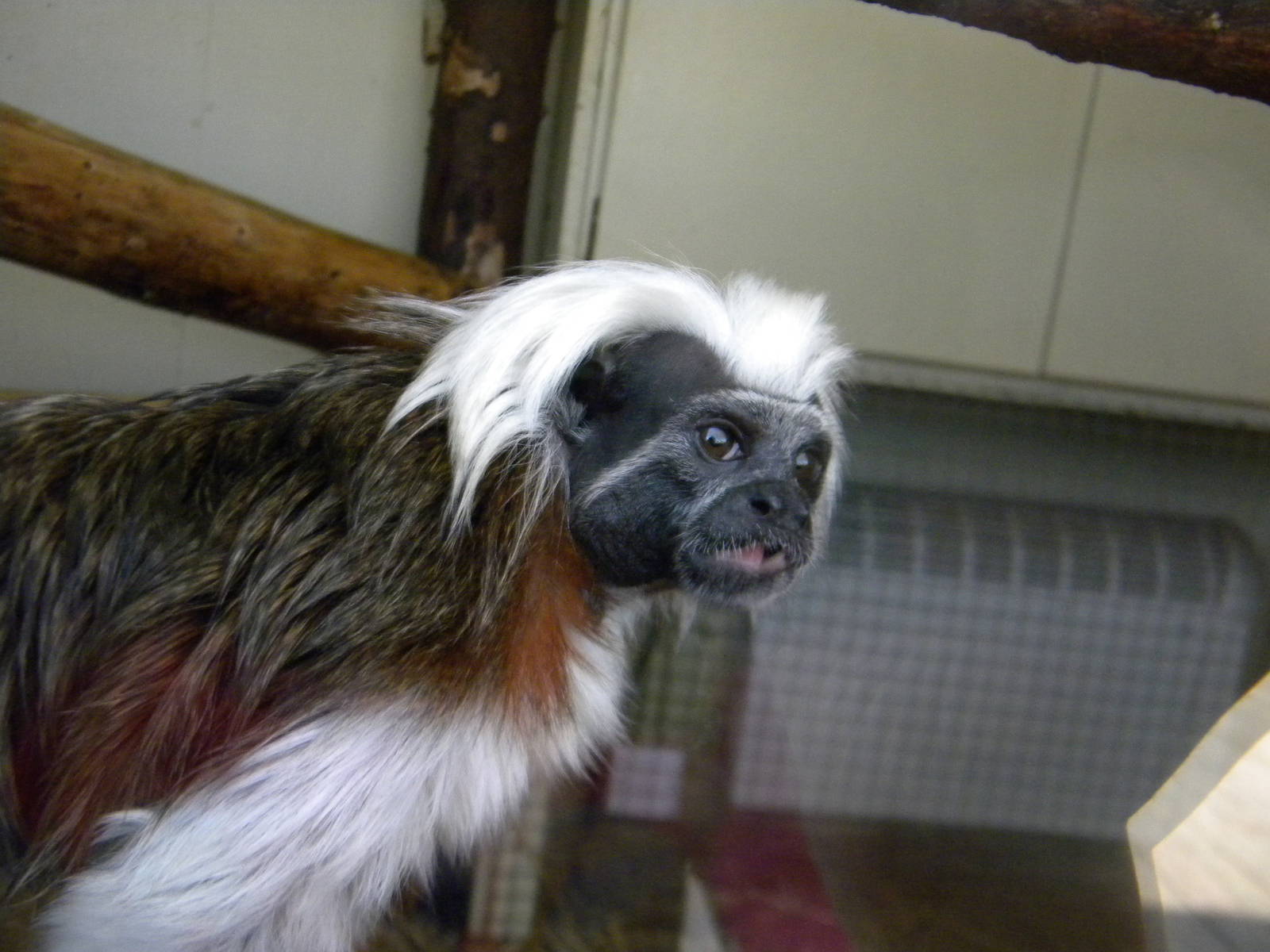 Cotton Top Tamarin at Blackpool Zoo 10th April 2011