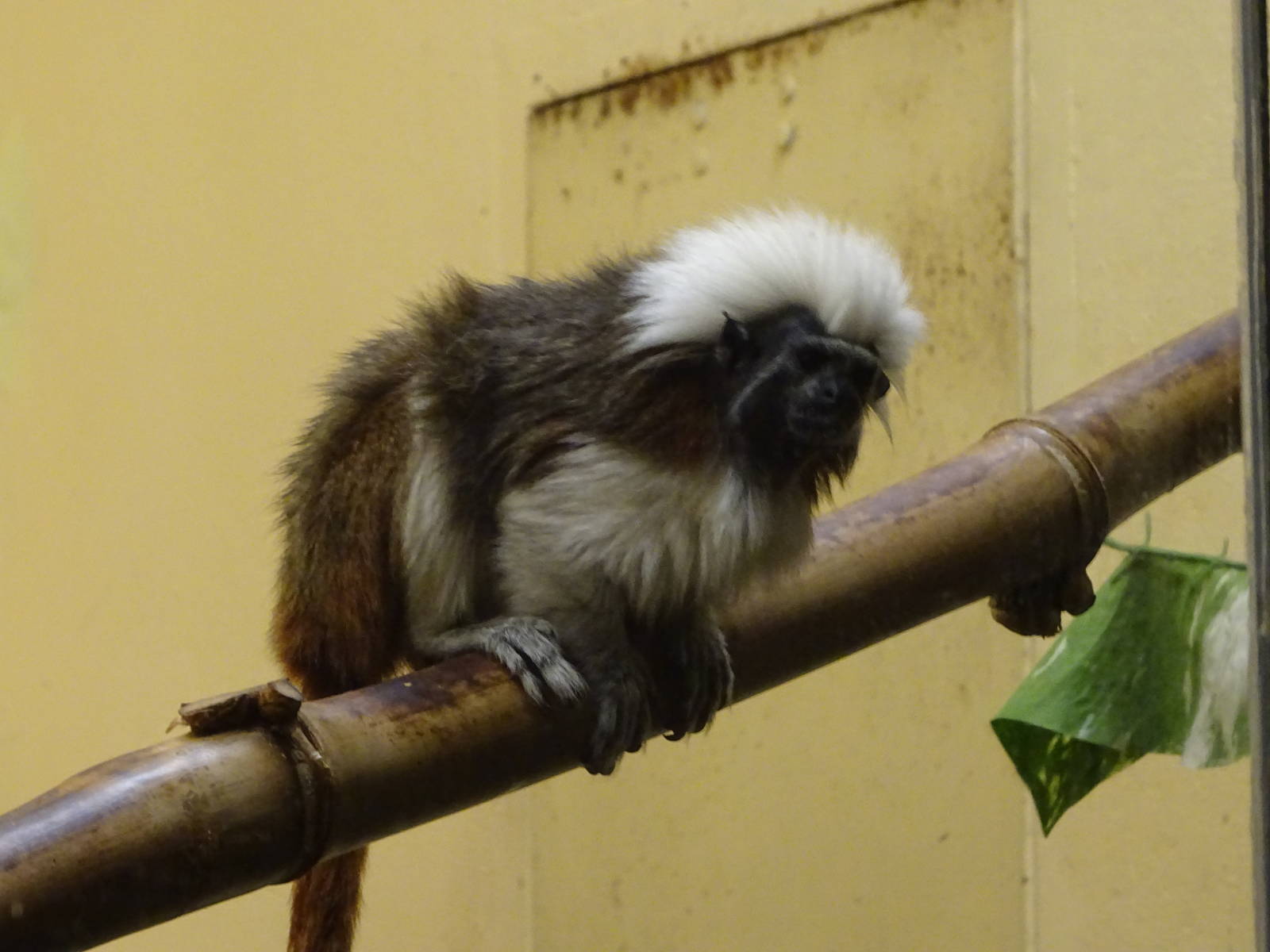 Cotton-top Tamarin at Busch Gardens Tampa