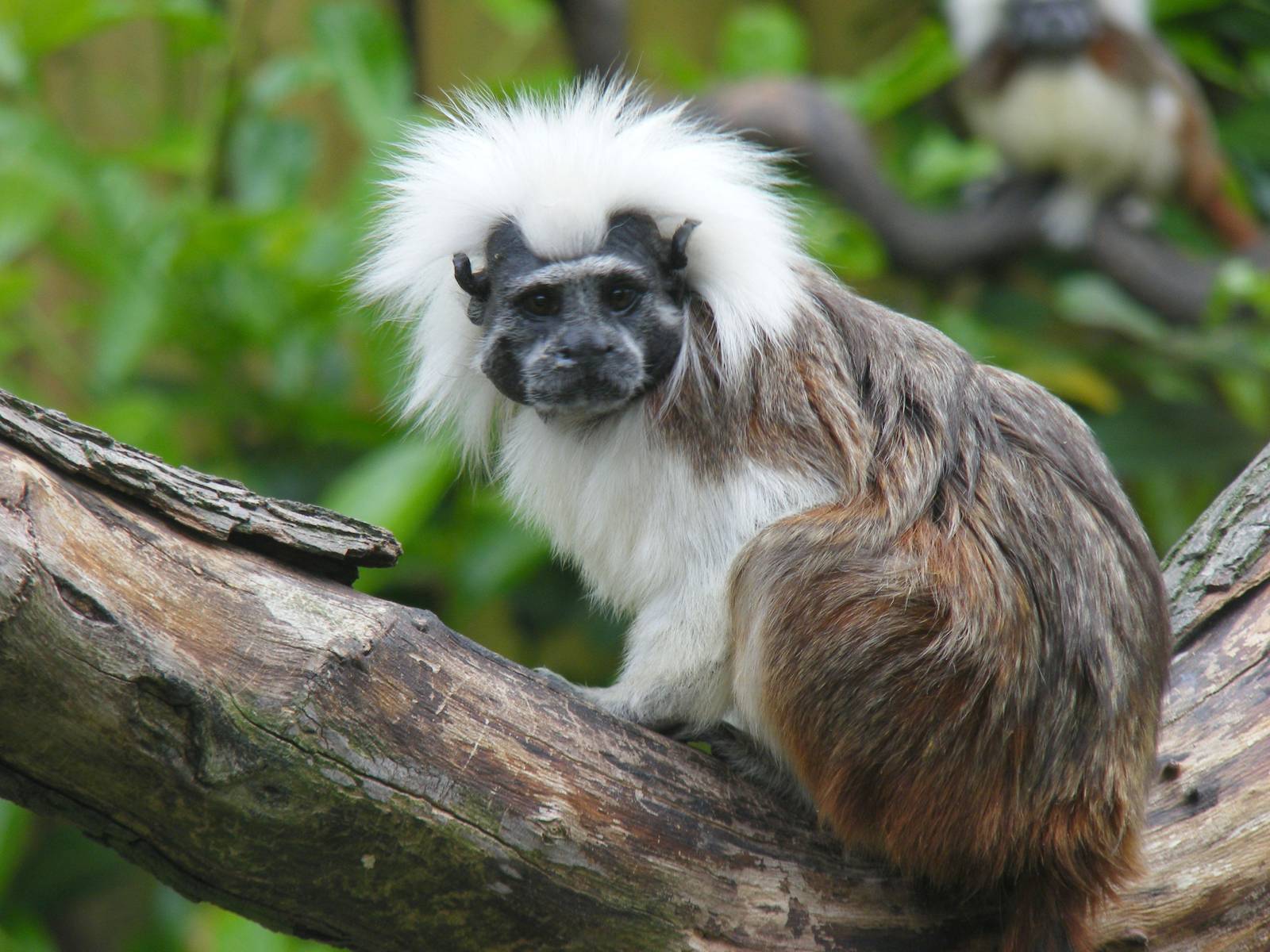 Cotton-top tamarin at Drusillas Park, 23 May 2009