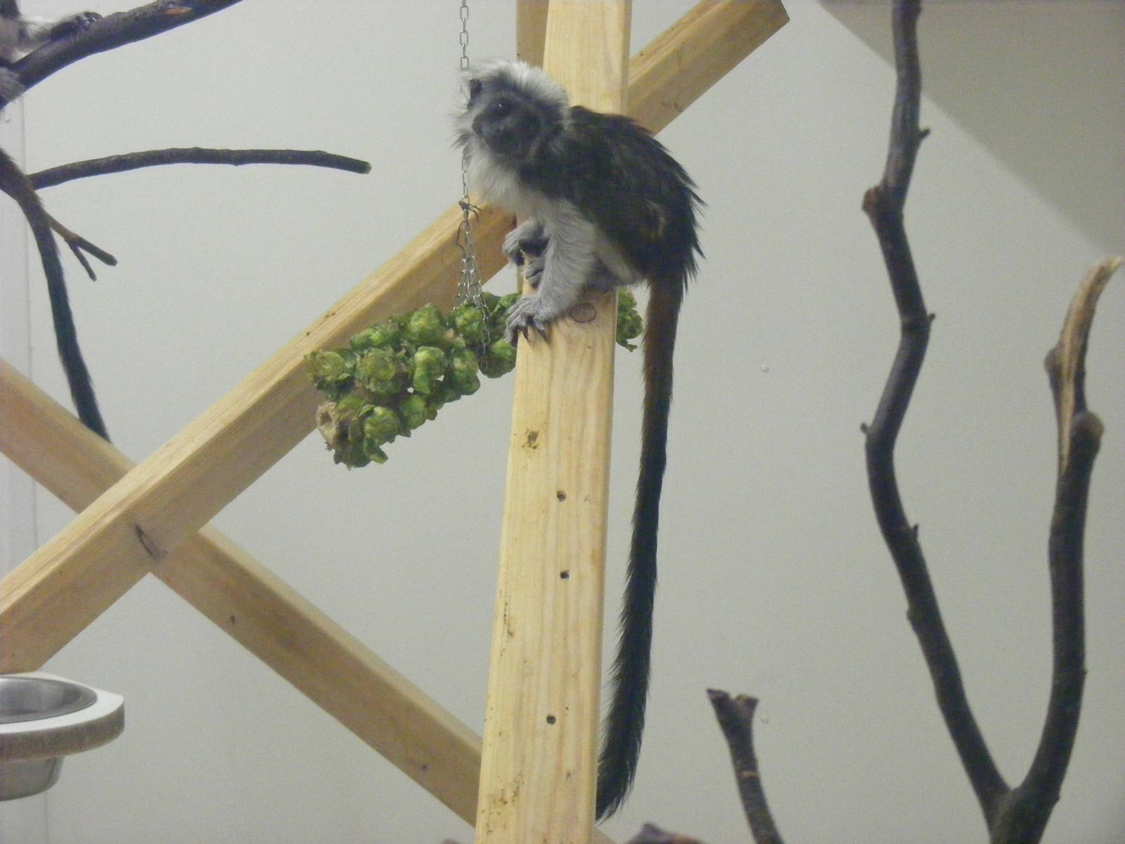 Cotton-top tamarin at Exmoor Zoo, 29 December 2010