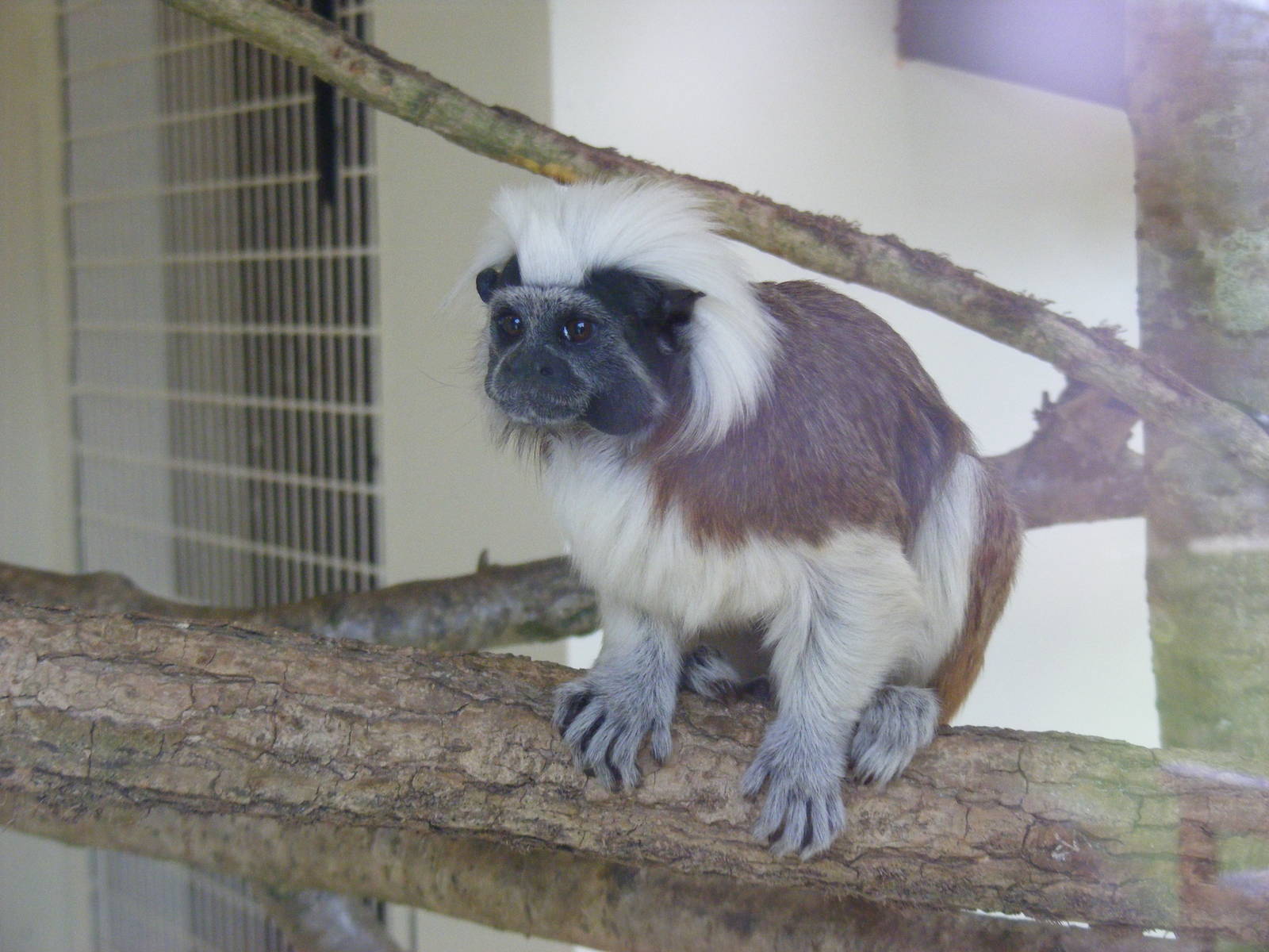Cotton-top tamarin at Marwell Wildlife, 6 March 2010