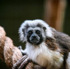 Cotton Top Tamarin at National Zoo & Aquarium, ACT
