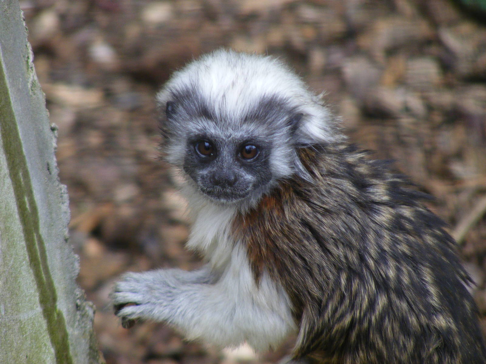 Cotton-top tamarin at Noah's Ark Zoo Farm, 1 May 2010