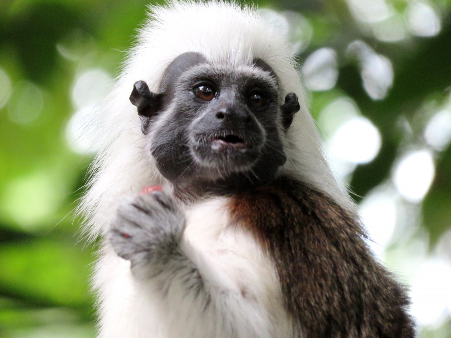 Cotton Top Tamarin at Singapore Zoo