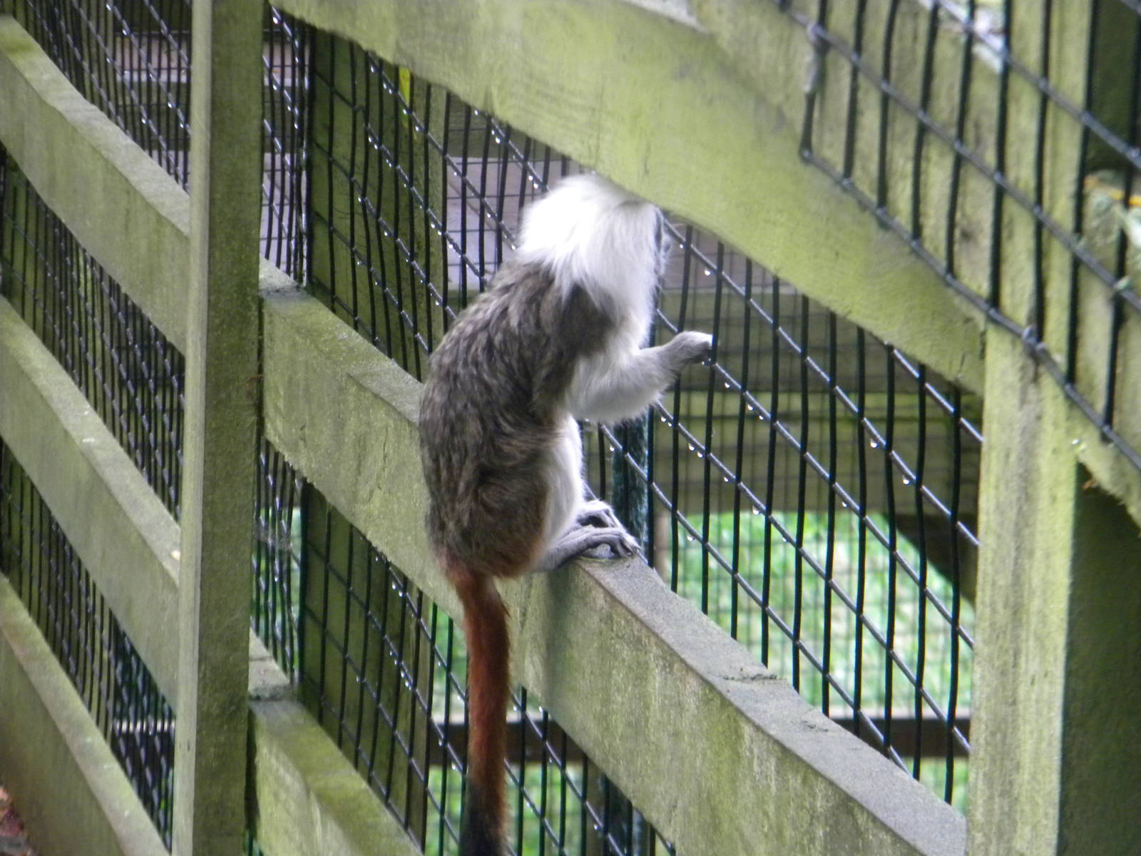 Cotton Top Tamarin at SLWAP 16/07/11
