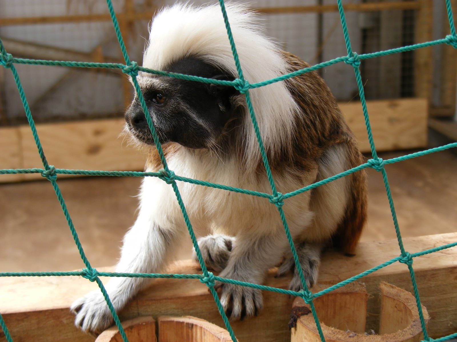 Cotton-top tamarin at South Lakes Wild Animal Park, 23 May 2010