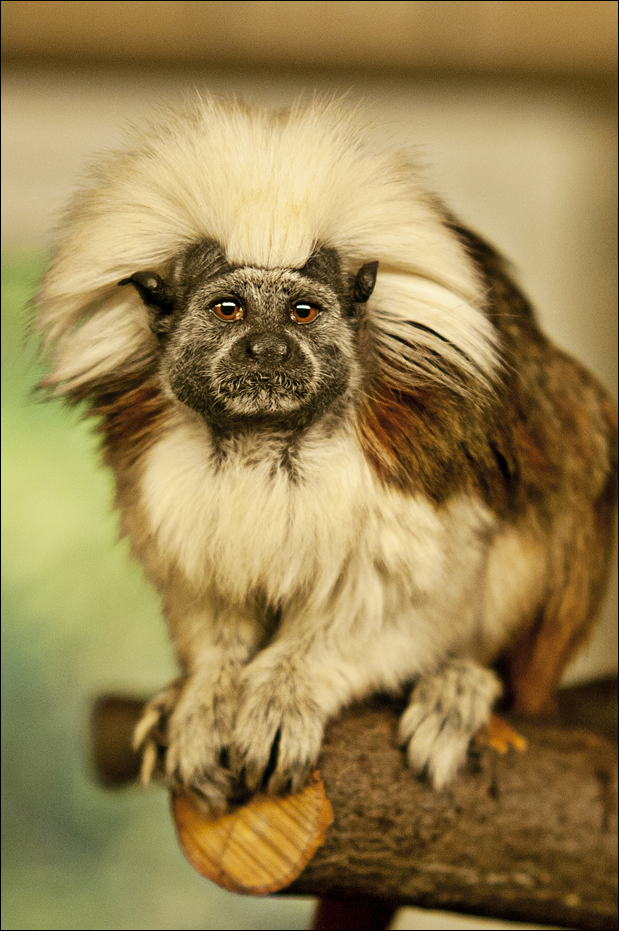 Cotton-top tamarin at Zoo in der Wingst