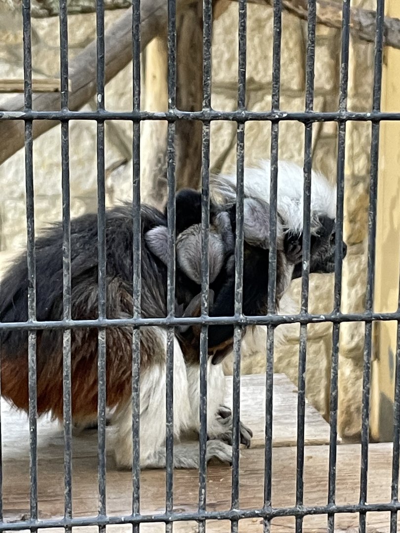 Cotton top tamarin babies