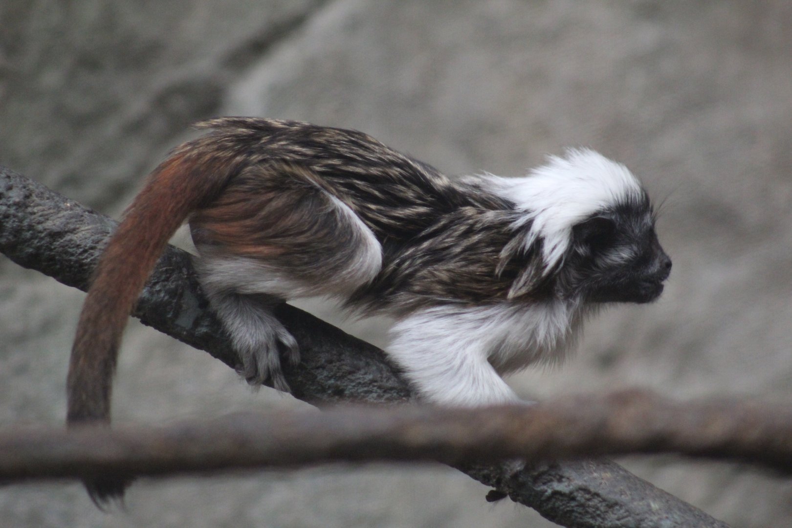 Cotton-Top Tamarin Baby