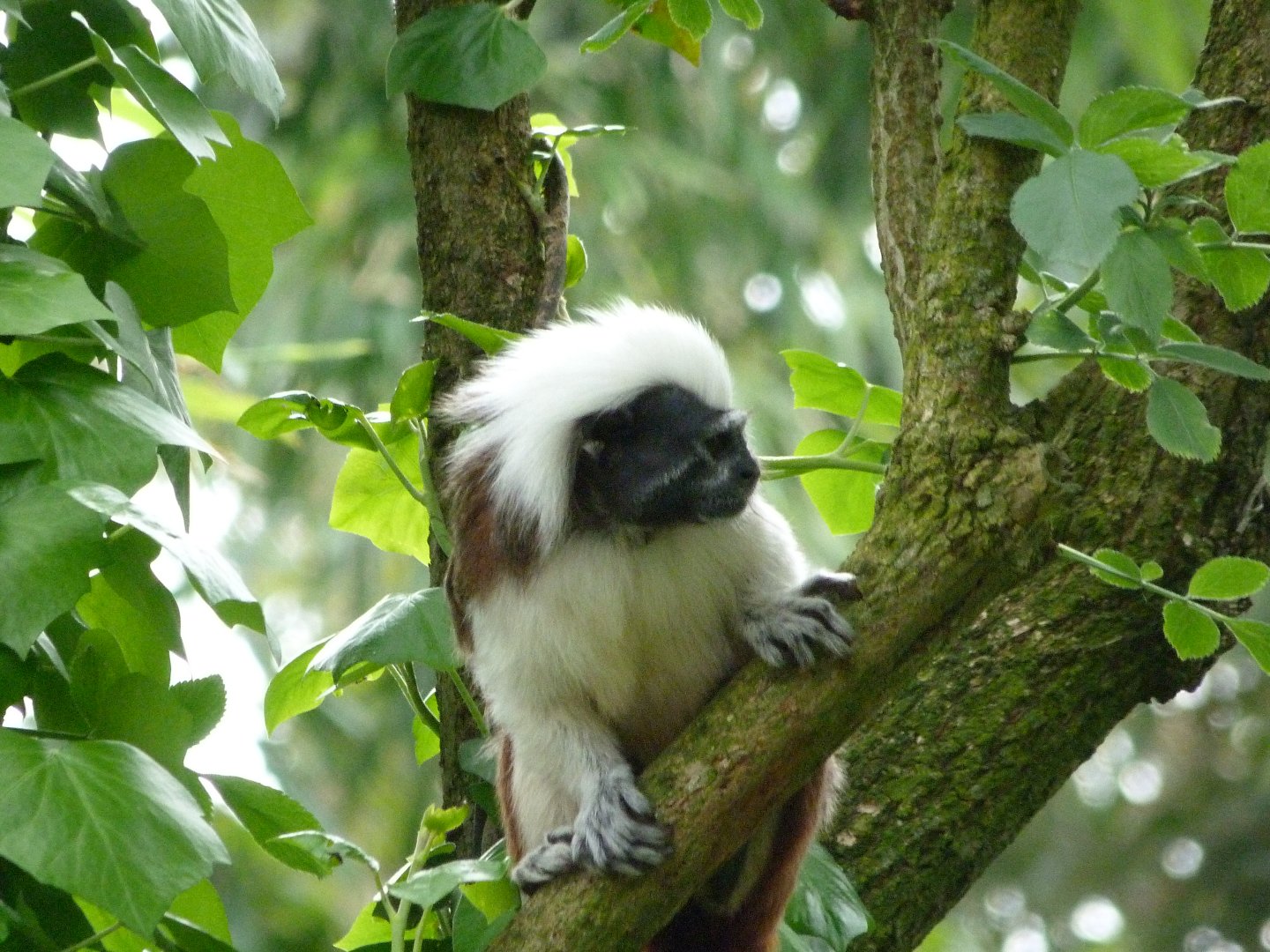 Cotton-top tamarin -Bioparc de Doué la Fontaine (2025)