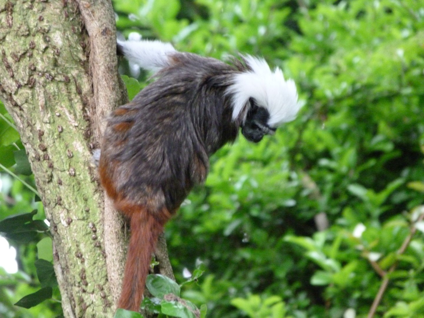 Cotton-top tamarin -Bioparc de Doué la Fontaine (2025)