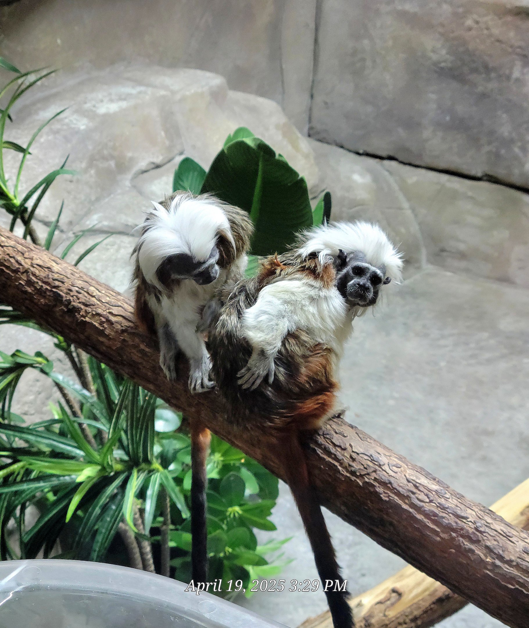 Cotton-top Tamarin-Bright's Zoo-April 2025