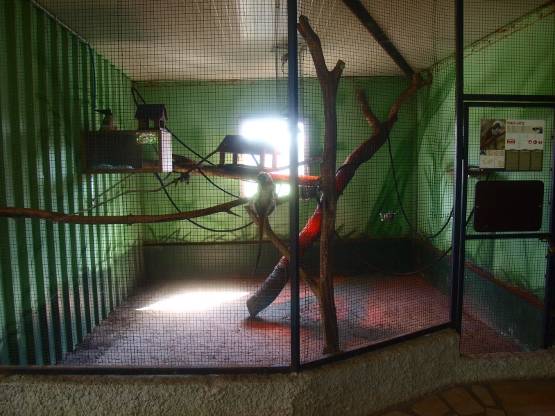 Cotton-top tamarin cage (April 19th, 2015)