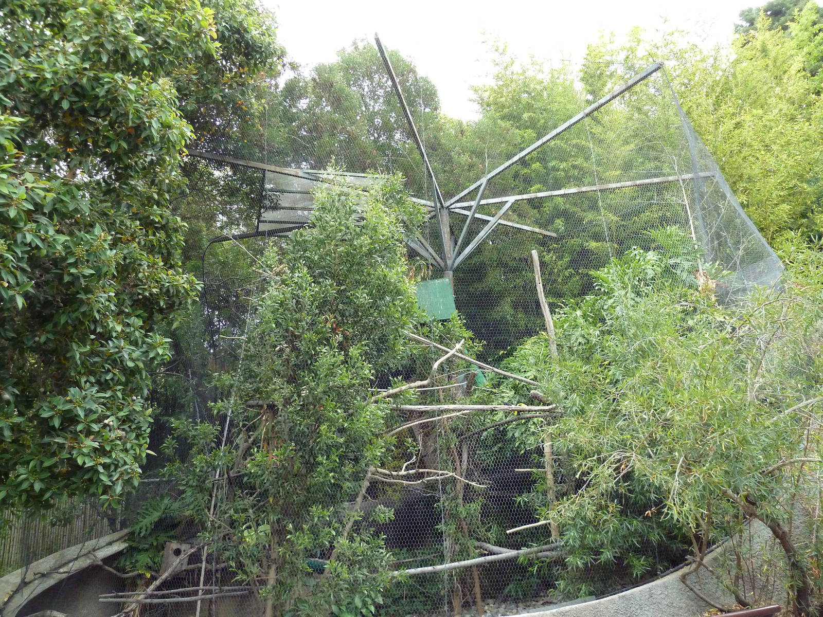 Cotton-Top Tamarin/Chestnut Mandibled Toucan Exhibit
