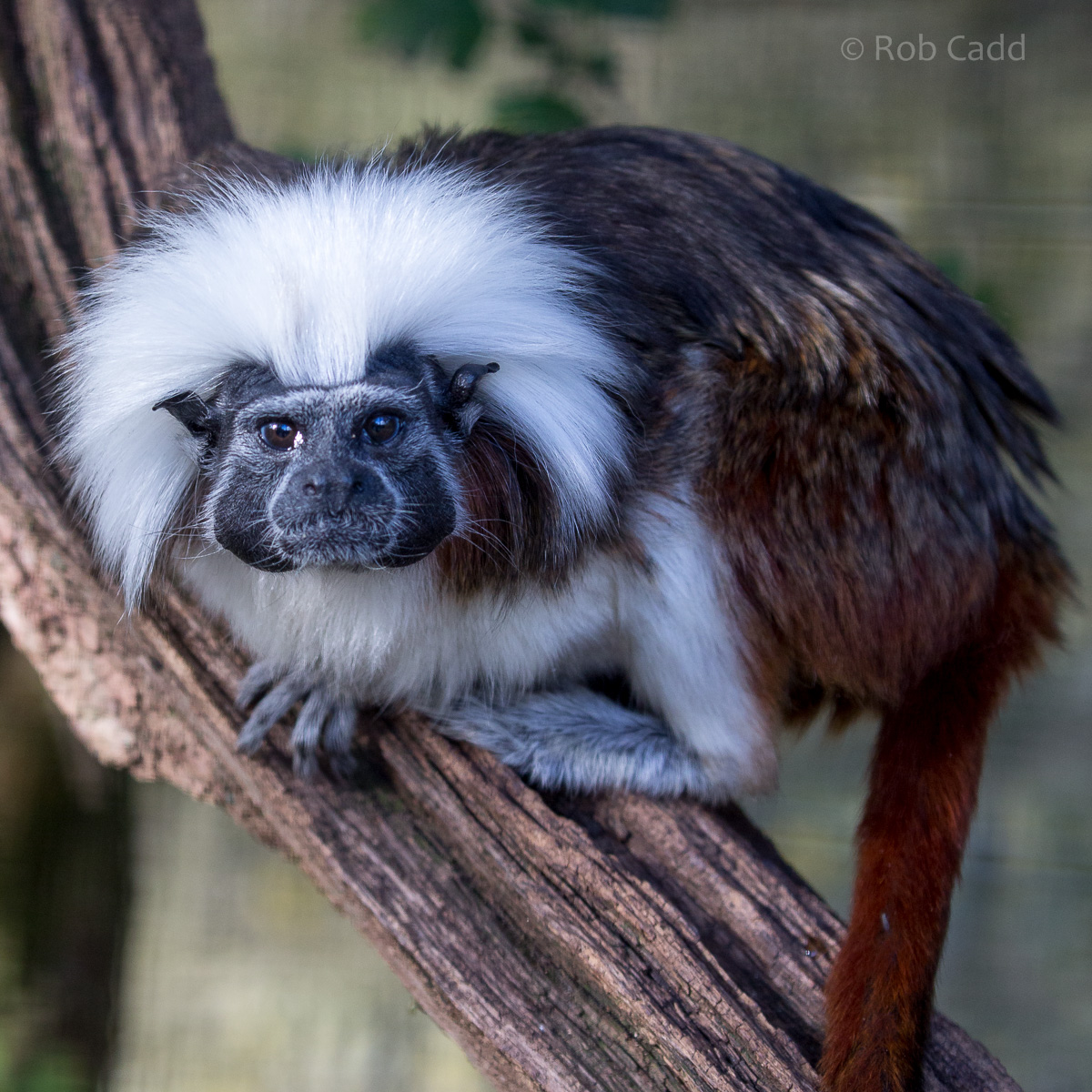 Cotton-top tamarin : Cotswold WP : 20 Oct 2015