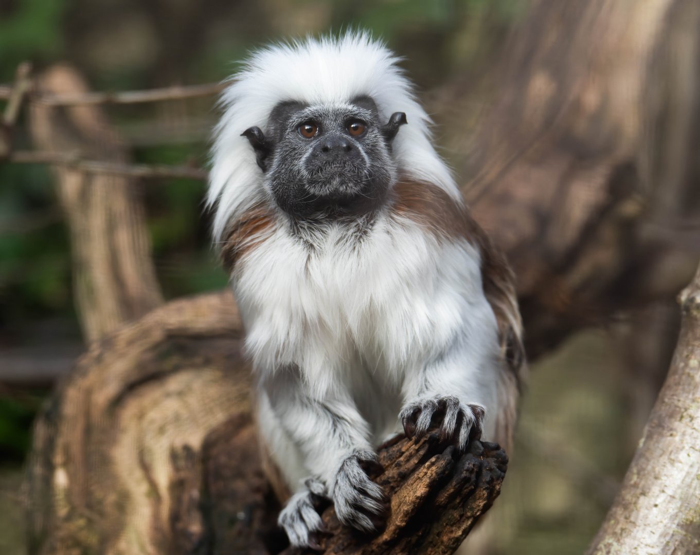 Cotton top tamarin, CWP, UK