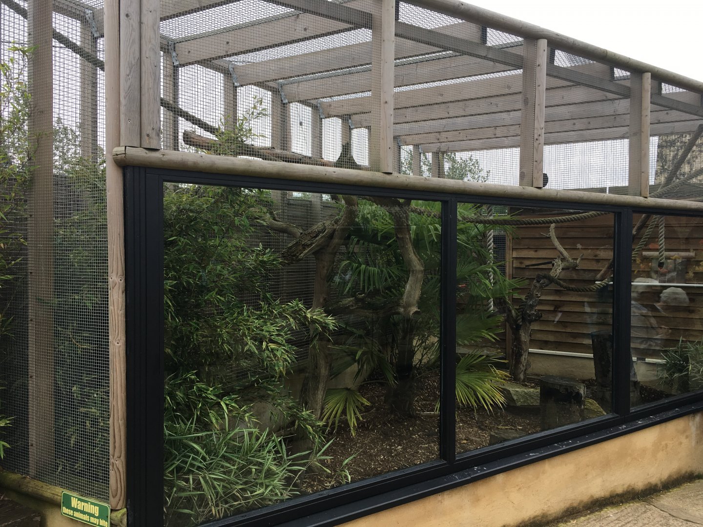 Cotton-top tamarin enclosure 100917