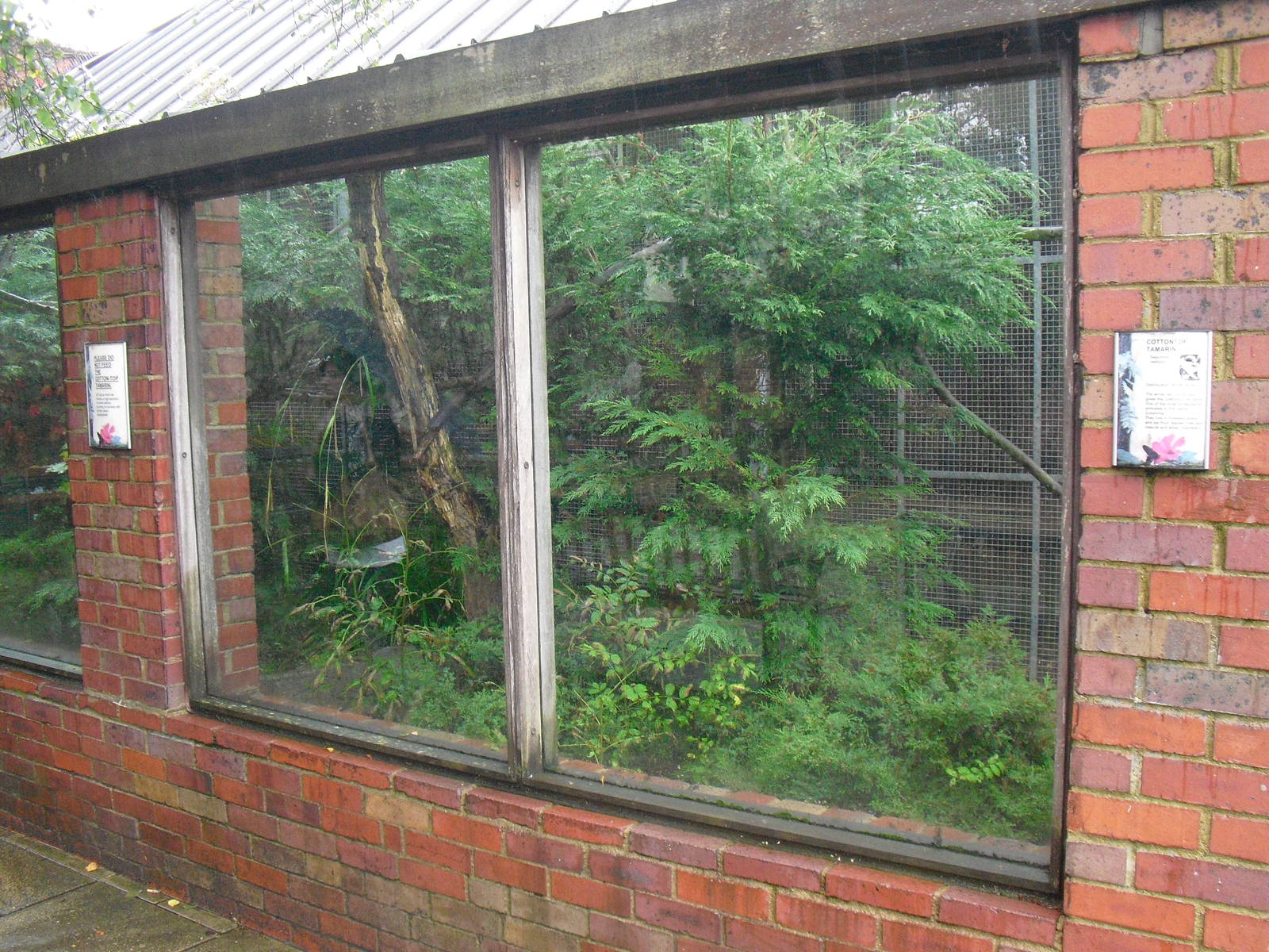 Cotton-top Tamarin Enclosure - 12/10/2011