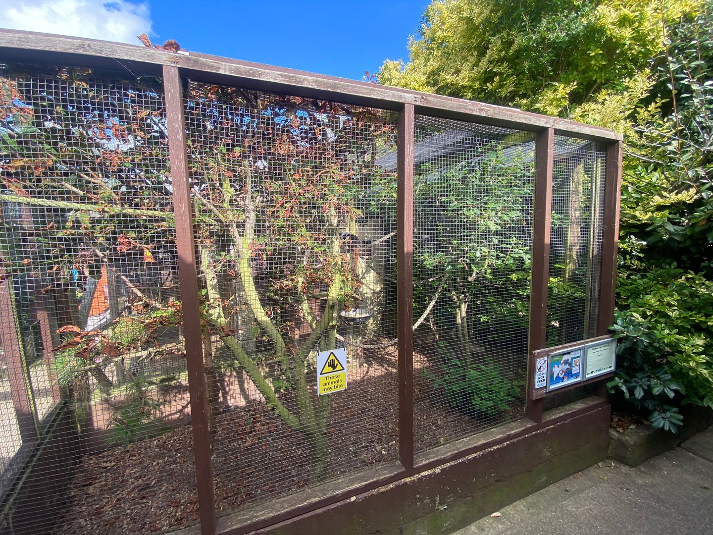 Cotton-top tamarin enclosure 140923