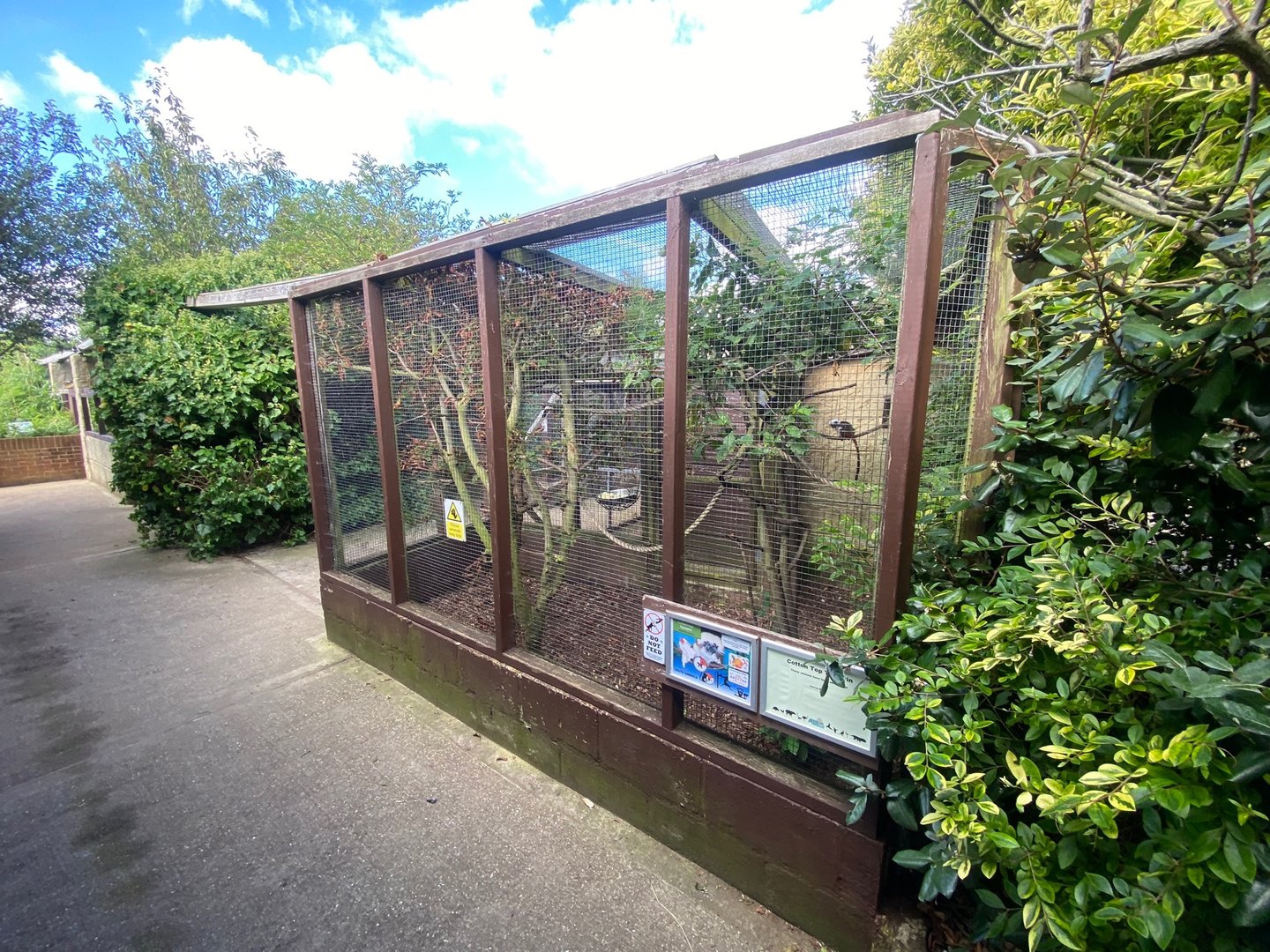 Cotton-top tamarin enclosure 140923
