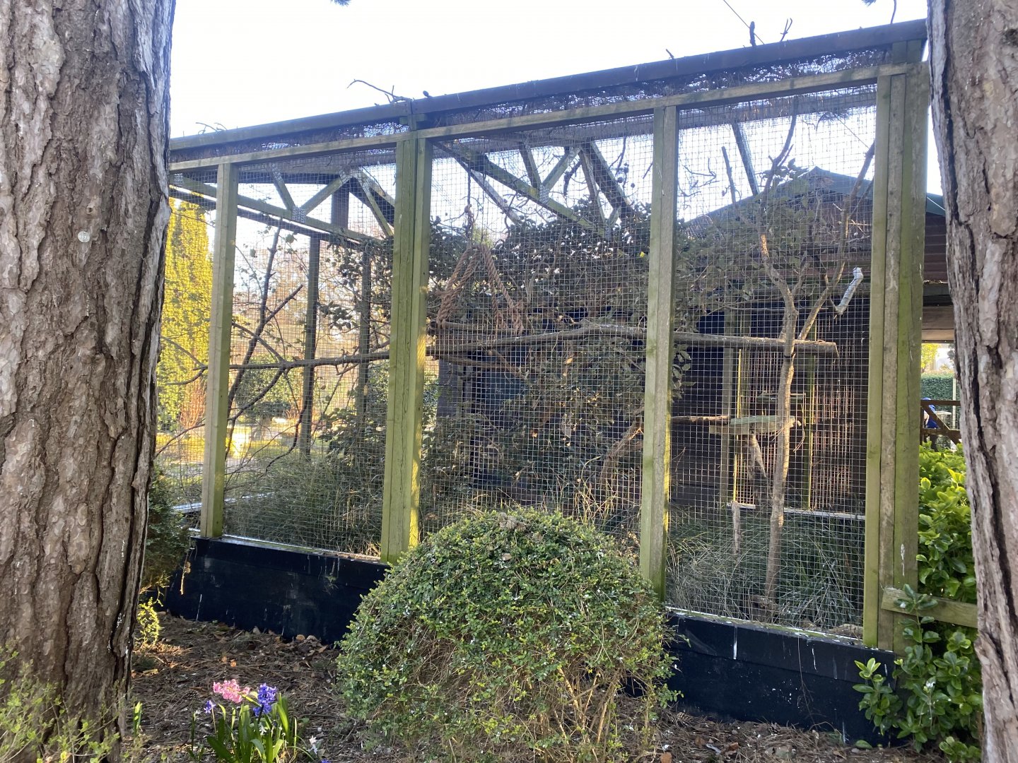 Cotton top tamarin enclosure 190325