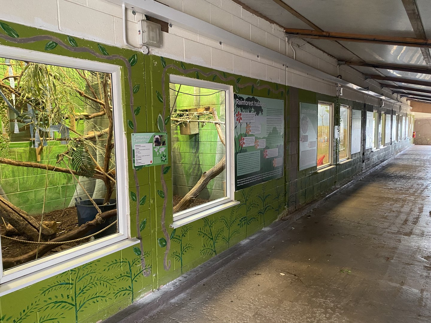 Cotton-top tamarin enclosure 231022