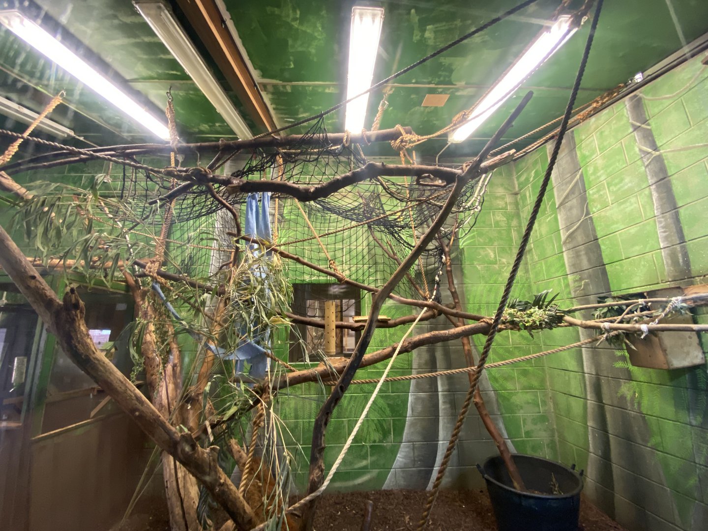 Cotton-top tamarin enclosure 231022
