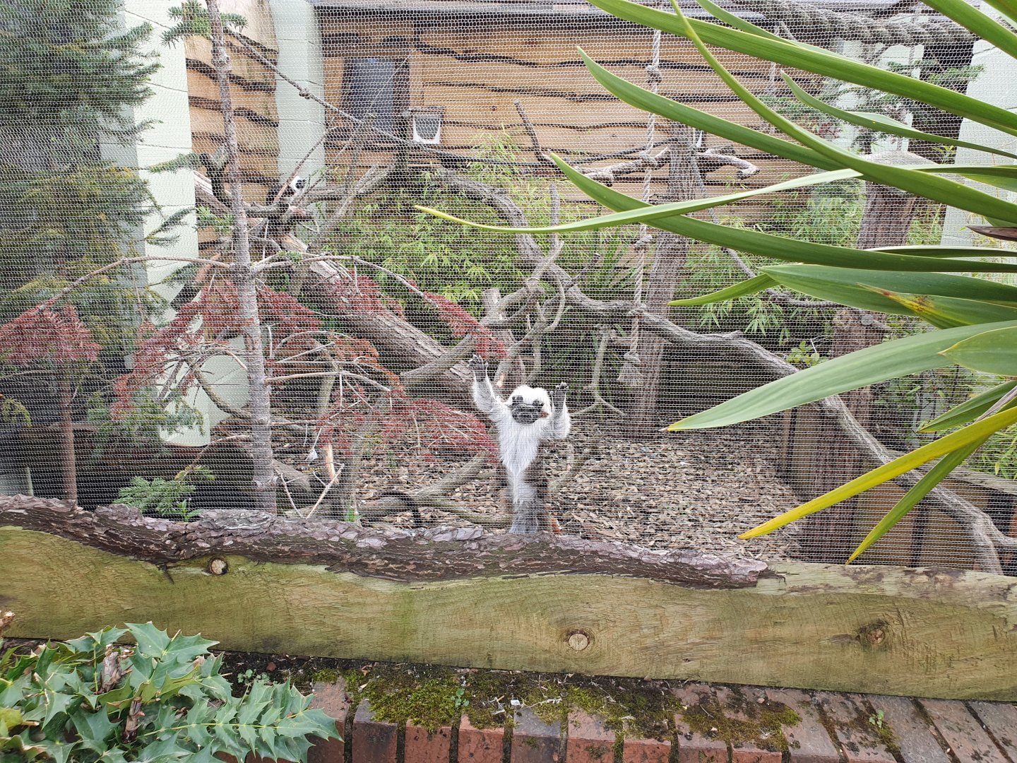 Cotton top tamarin enclosure 31/8/23
