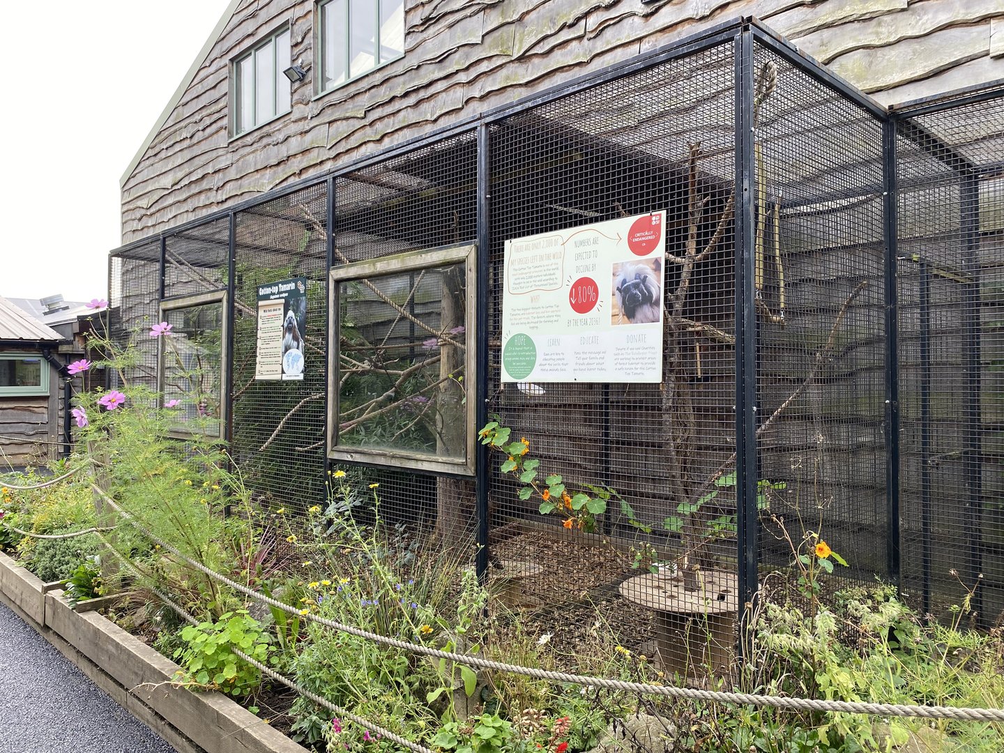 Cotton top tamarin enclosure, All things wild, UK