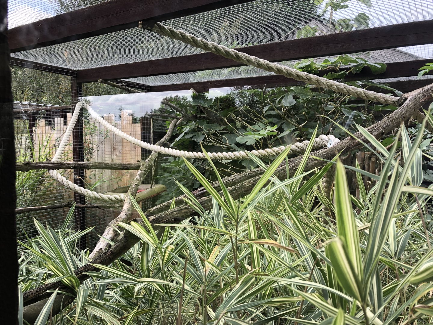 Cotton-top Tamarin Enclosure at Hamerton Zoo Park (October 2023)