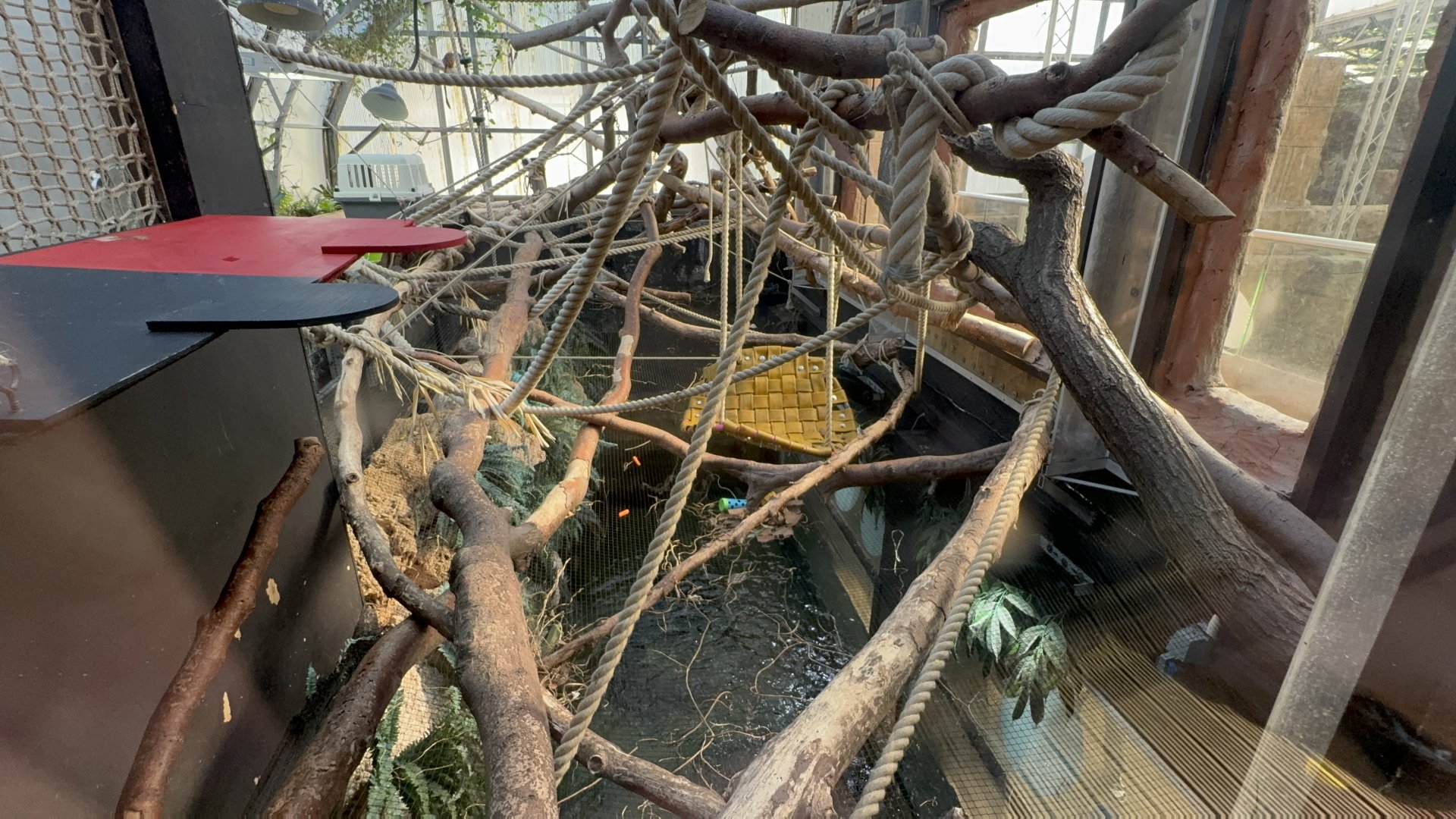 Cotton-top Tamarin Enclosure at Tropical World (October 2024)