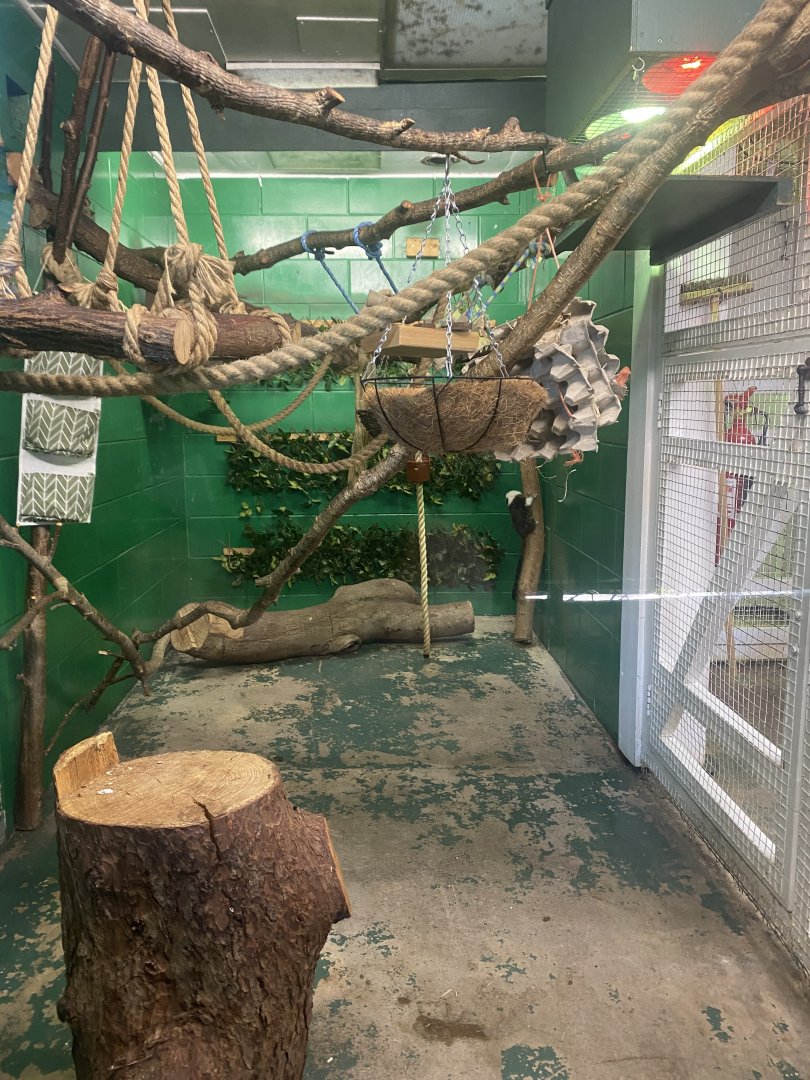 Cotton top tamarin enclosure indoors 190325