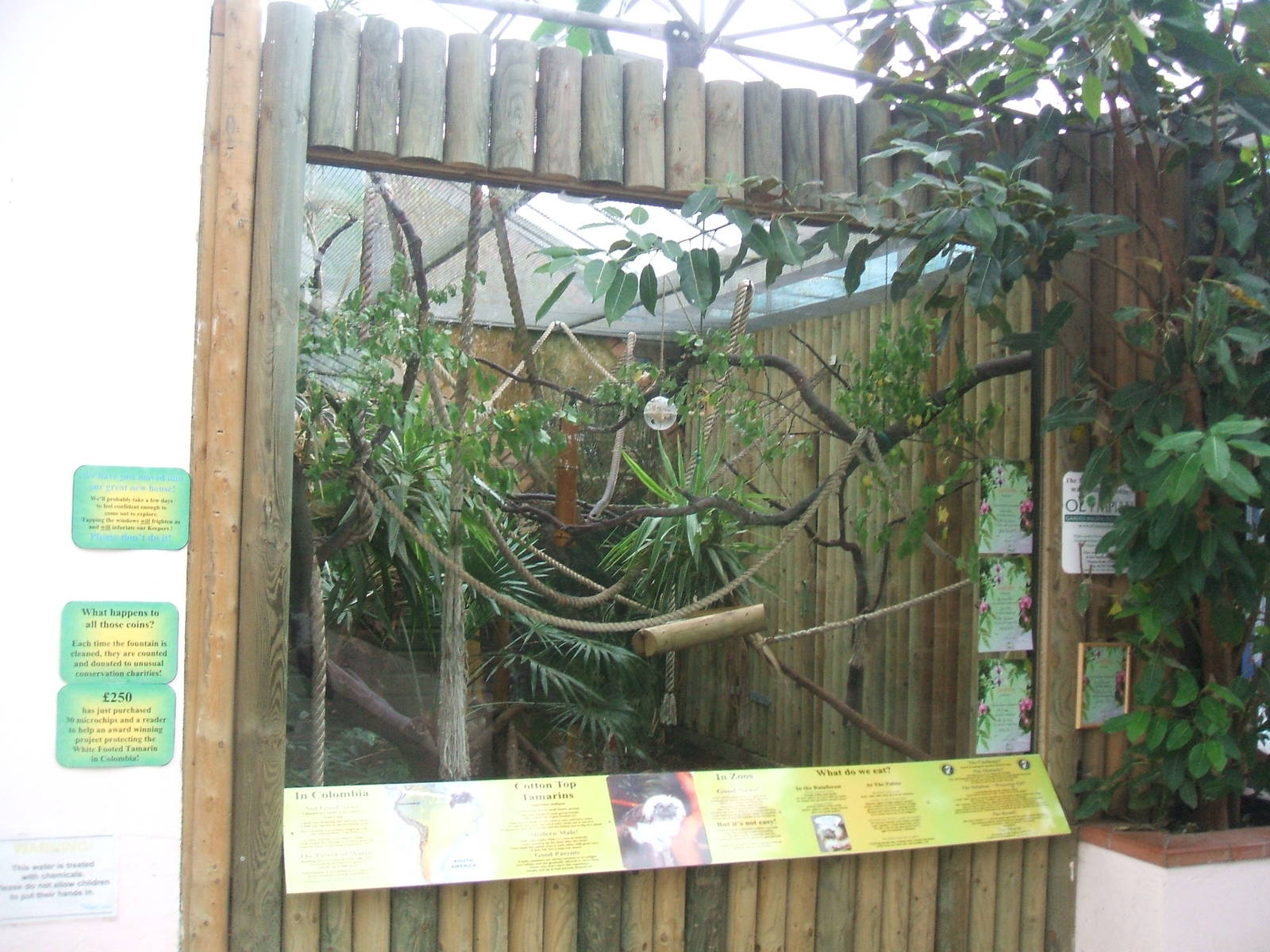 Cotton-Top Tamarin enclosure