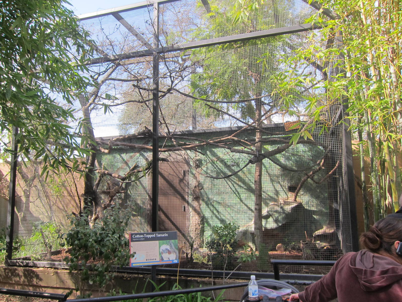 Cotton-Top Tamarin Enclosure