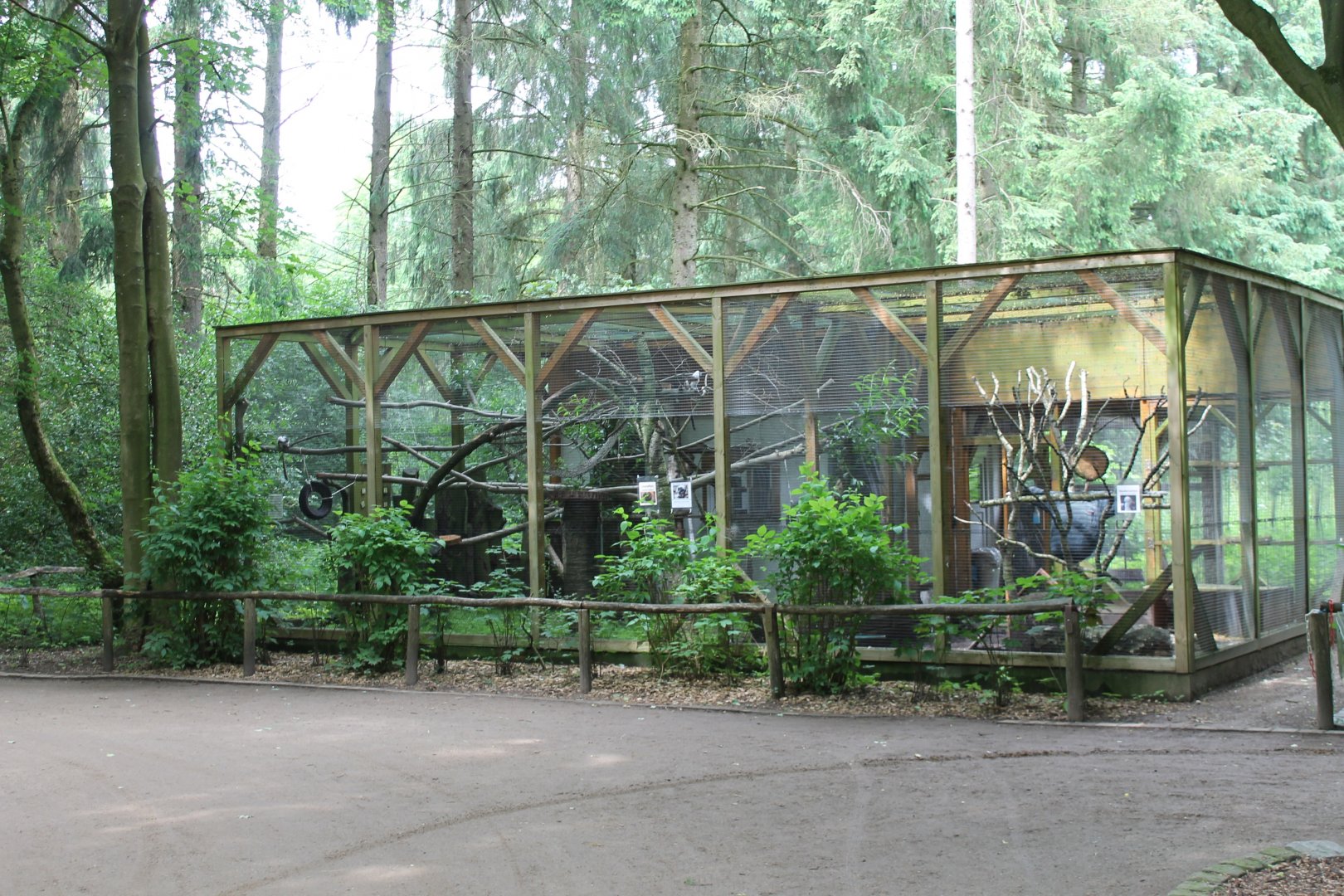 Cotton-top tamarin Enclosure