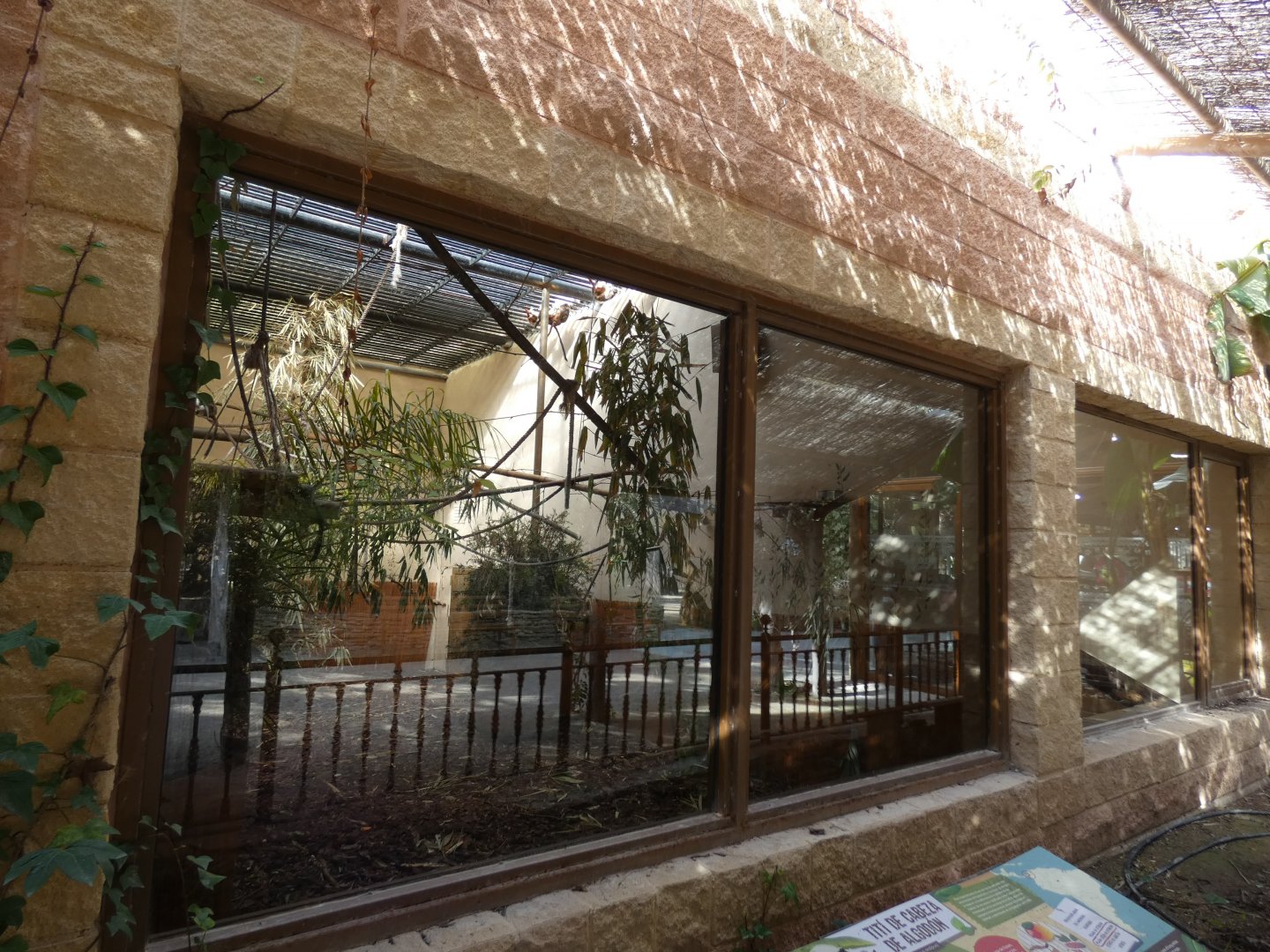 Cotton-top Tamarin enclosure