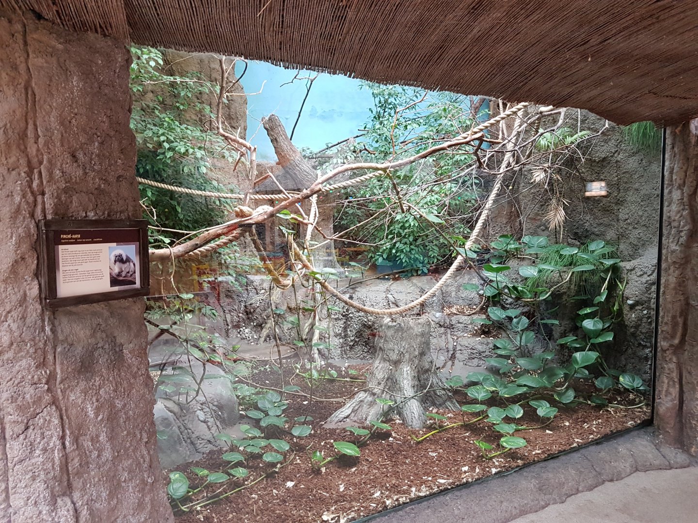 Cotton-top tamarin-enclosure