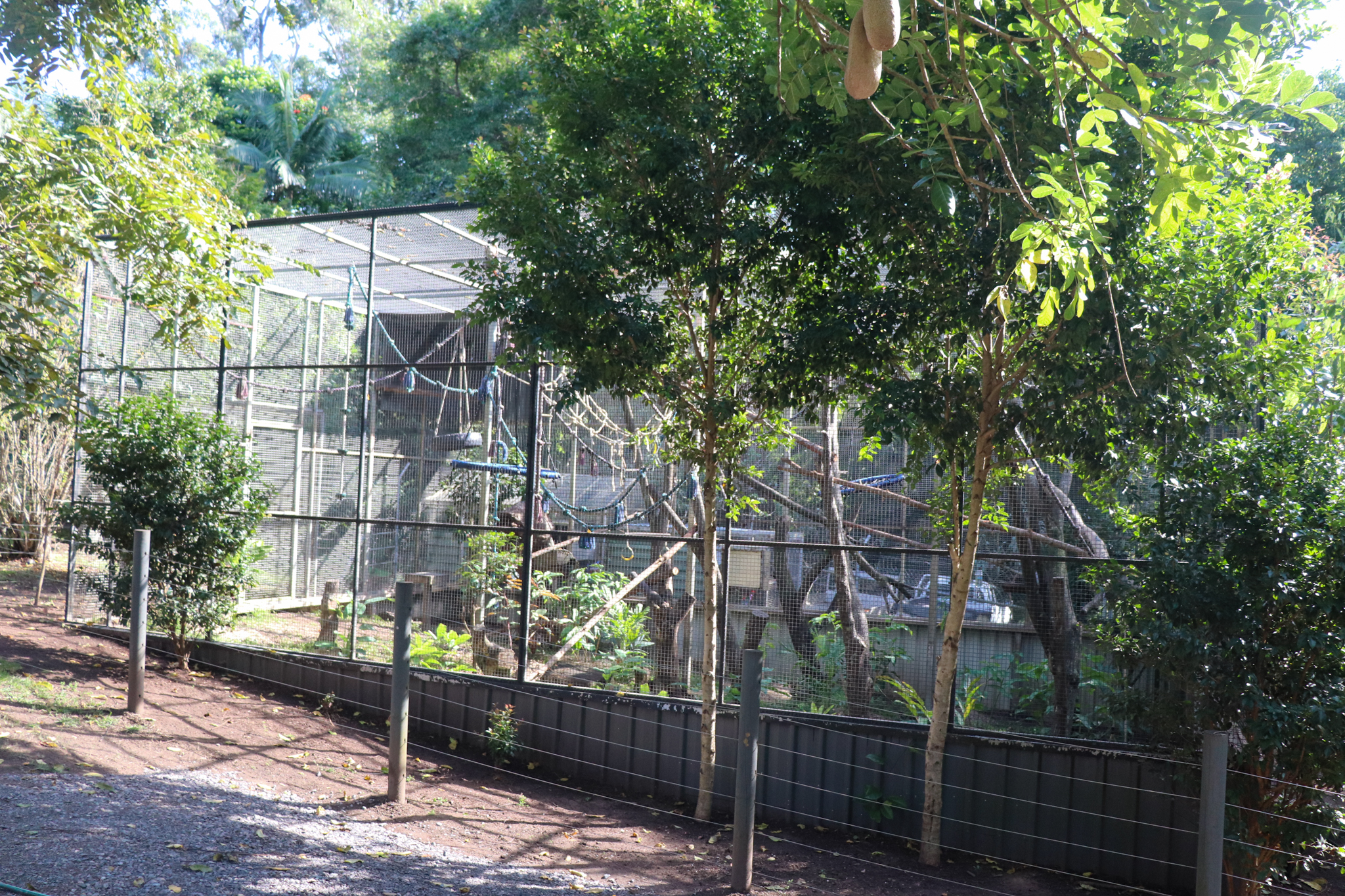 Cotton-top Tamarin Enclosure
